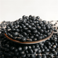 Big black bean with yellow kernel HPS